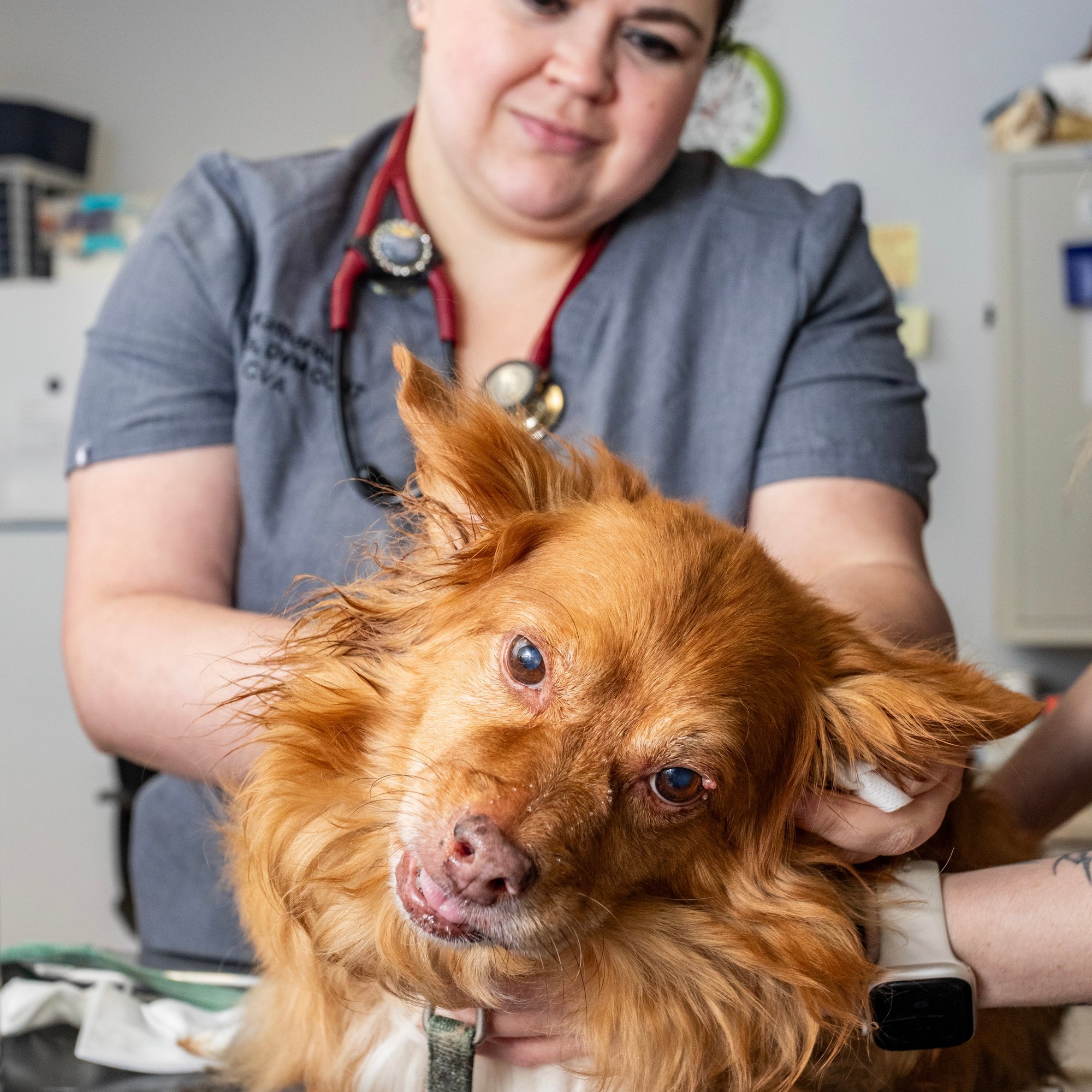 North Torrington Veterinary Hospital_Portrait-019