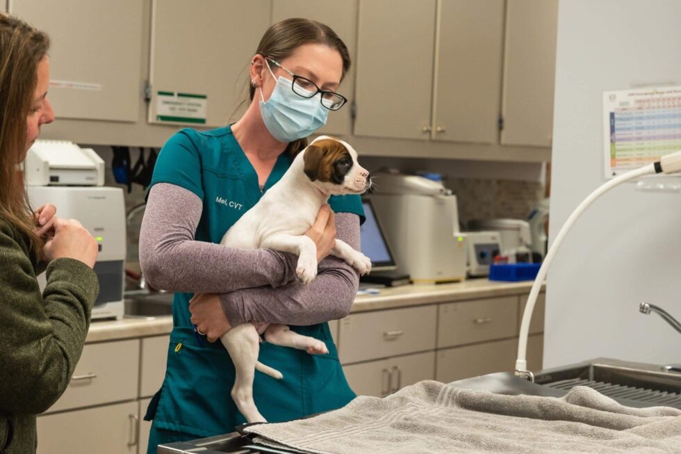 About North Torrington Veterinary Hospital | Vet In Torrington, CT