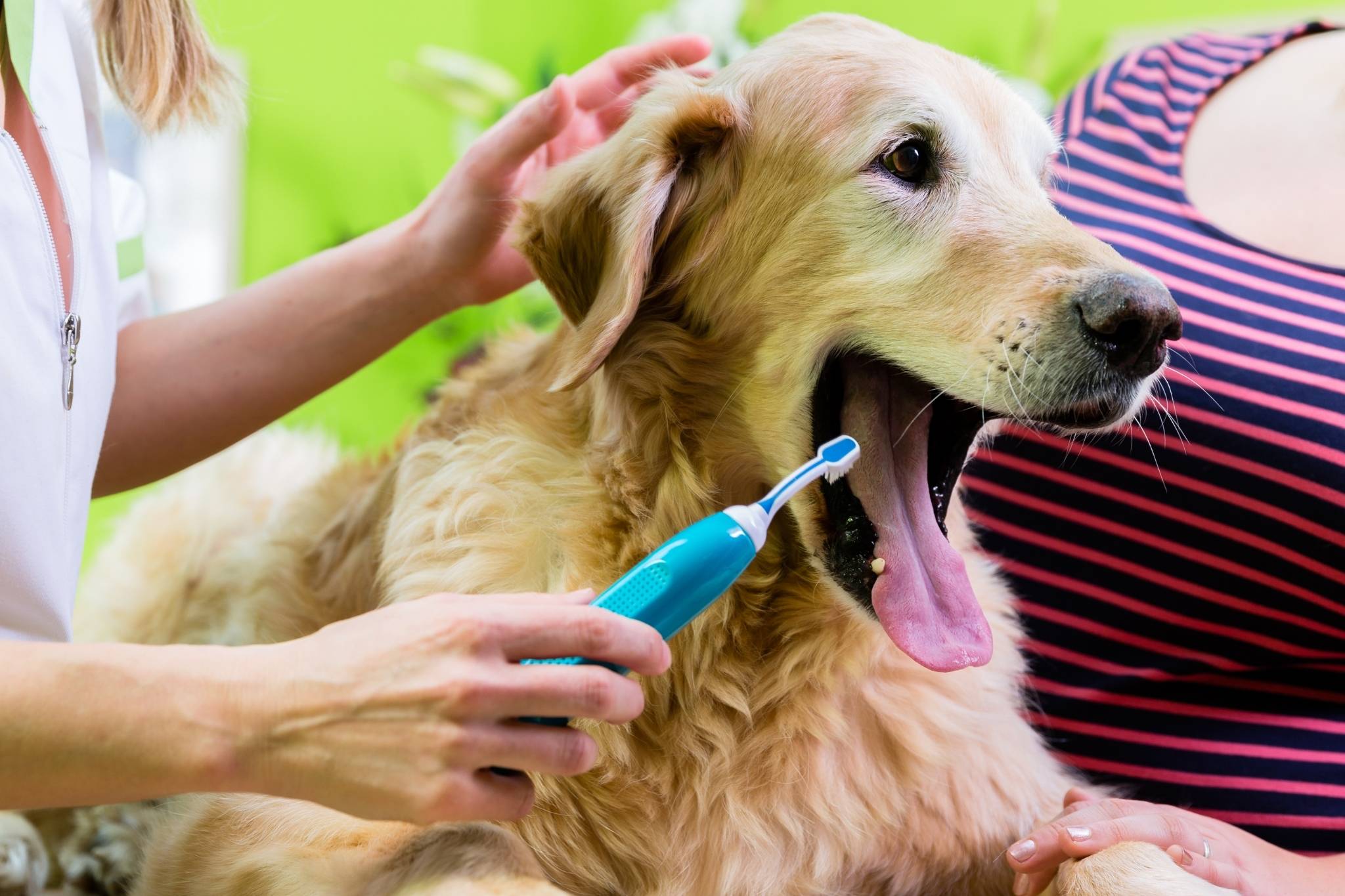 Pet Dog Teeth Cleaning