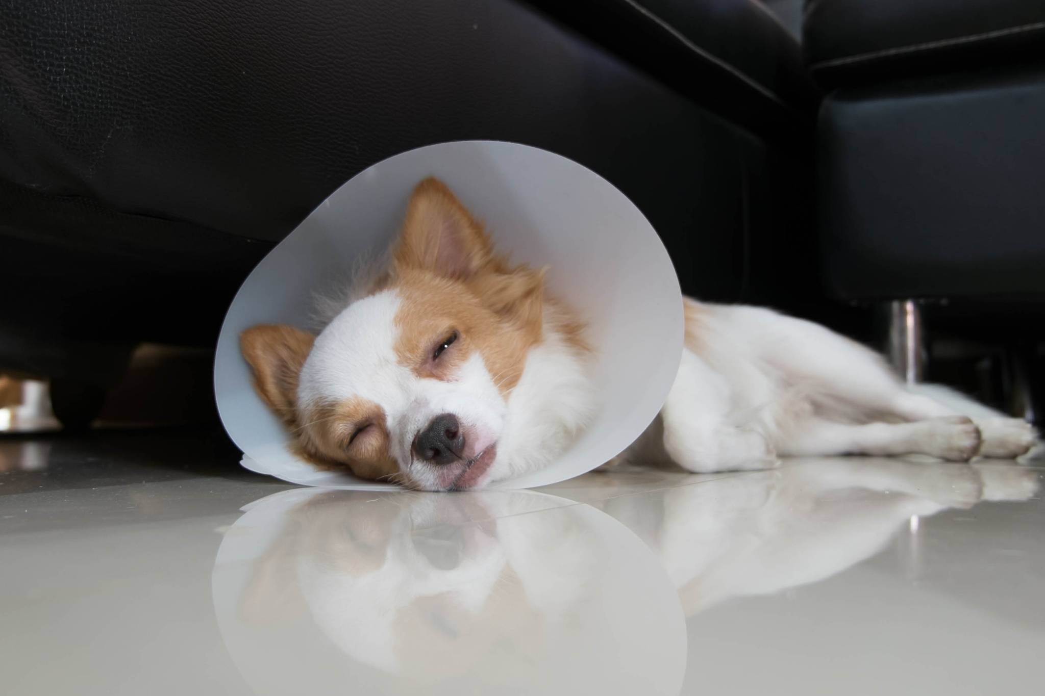 Pet Dog Sleeping Surgery