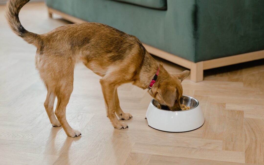 Brown dog with fluffy tail eating out of white dog bowl