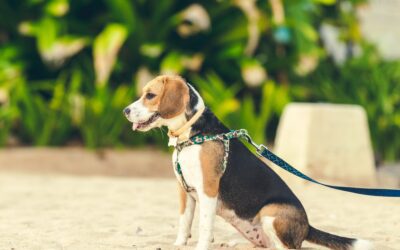 How To Keep Your Pet Safe When Going for a Walk 