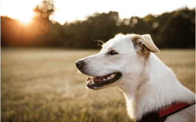 Heartworm Disease in Dogs: Information You Need to Know