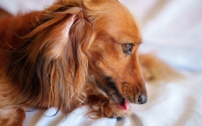 Preventing Hot Spots in Pets