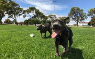 Essential Dog Park Safety Tips for Pet Owners