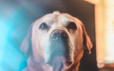 How Can I Determine When My Pets Have Reached Senior Status?