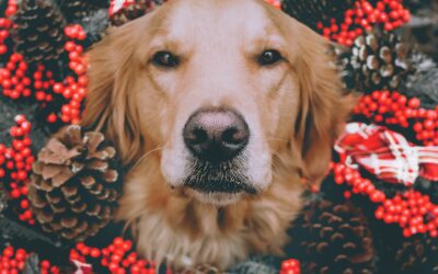 Celebrating the Holidays: Ensuring Comfort and Joy for Senior Pets