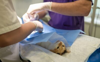 Assisting Your Pet’s Recovery Post-Surgery