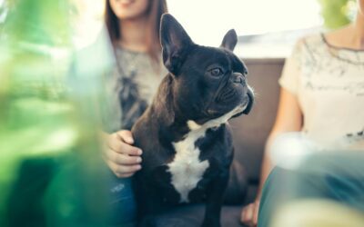 Is Your Pet in Danger? Recognizing Symptoms of Heartworm Disease