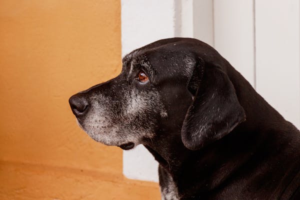 Side profile of a senior black Labrador