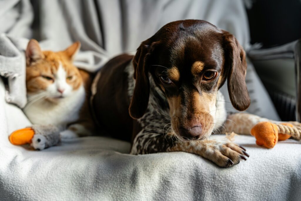 First Steps For New Pet Parents: Caring For Your Puppy Or Kitten In The ...