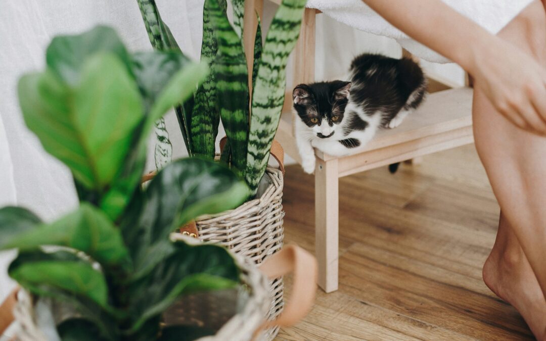 A black-and-white kitten curiously perched on a chair next to a collection of indoor houseplants in woven baskets